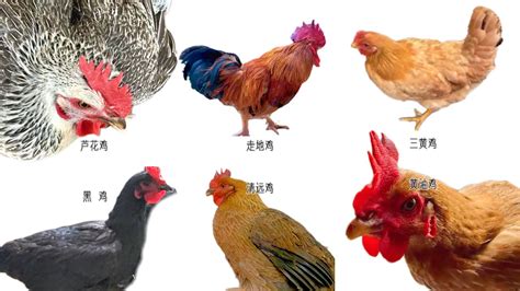 落平川意思 寵物雞品種
